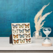 Vintage Vlinderspecimen Collectie Fotoplaat (Insitu)