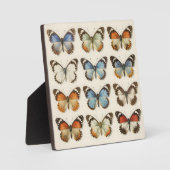 Vintage Vlinderspecimen Collectie Fotoplaat (Voorkant)