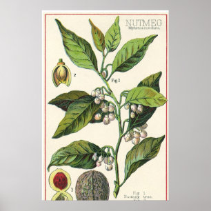 Vintage Voedingskruiden, specerijen, Planten Poster