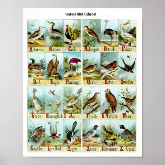 Vintage Vogel Alfabet Poster (Voorkant)
