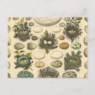 Vintage Vogel Ei Nest Kunst Schilderij Natuurlijke Briefkaart
