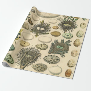 Vintage Vogel Ei Nest Kunst Schilderij Natuurlijke Cadeaupapier