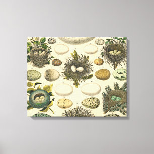 Vintage Vogel Ei Nest Kunst Schilderij Natuurlijke Canvas Afdruk