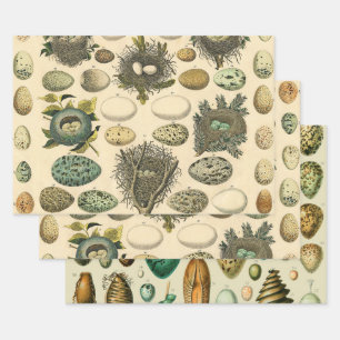 Vintage Vogel Ei Nest Kunst Schilderij Natuurlijke Inpakpapier Vel