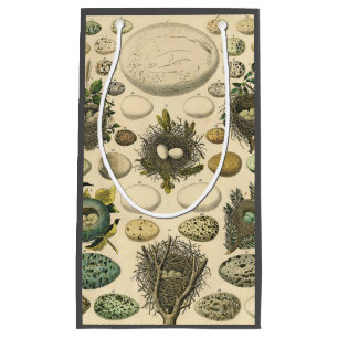 Vintage Vogel Ei Nest Kunst Schilderij Natuurlijke Klein Cadeauzakje