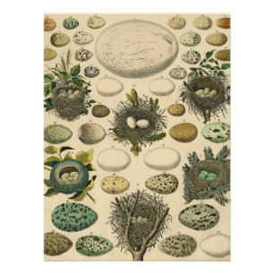 Vintage Vogel Ei Nest Kunst Schilderij Natuurlijke Perfect Poster