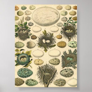 Vintage Vogel Ei Nest Kunst Schilderij Natuurlijke Poster