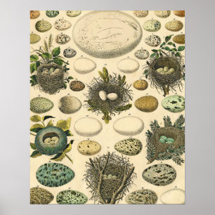 Vintage Vogel Ei Nest Kunst Schilderij Natuurlijke Poster
