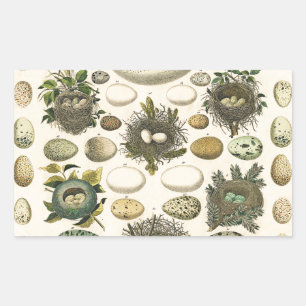 Vintage Vogel Ei Nest Kunst Schilderij Natuurlijke Rechthoekige Sticker