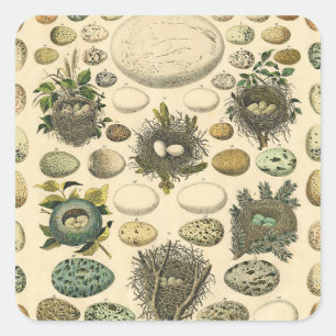 Vintage Vogel Ei Nest Kunst Schilderij Natuurlijke Vierkante Sticker