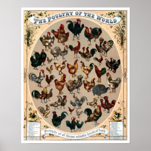 Vintage vogelkuikens en roosters poster