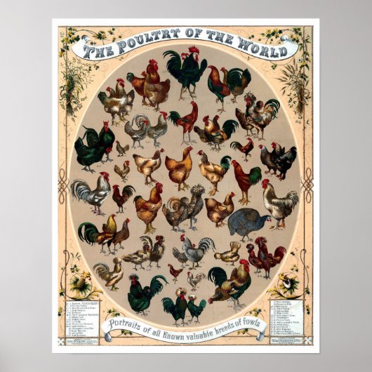 Vintage vogelkuikens en roosters poster (Voorkant)