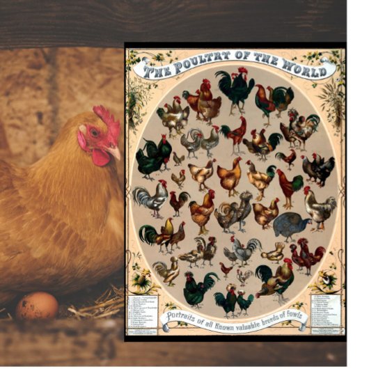 Vintage vogelkuikens en roosters snijplank