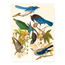 Vintage Vogelprint