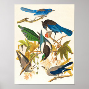 Vintage Vogelprint Poster