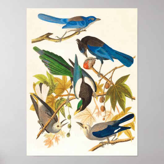 Vintage Vogelprint Poster (Voorkant)