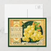 Vintage Vruchtenkratenlabel Art, Muscat Grapes Briefkaart (Voorkant / Achterkant)