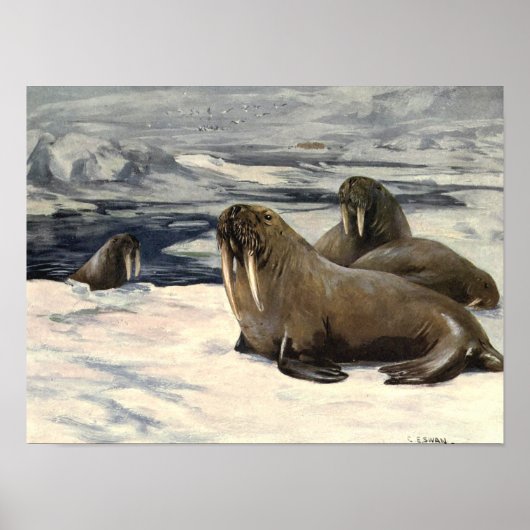 Vintage Walrussen door CE Swan Poster (Voorkant)
