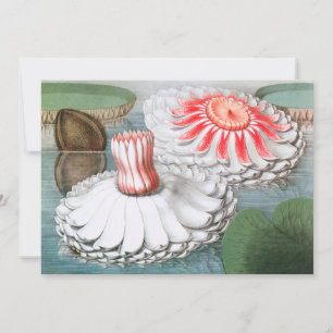 Vintage waterlelie bloemen, waterlelies in een vij