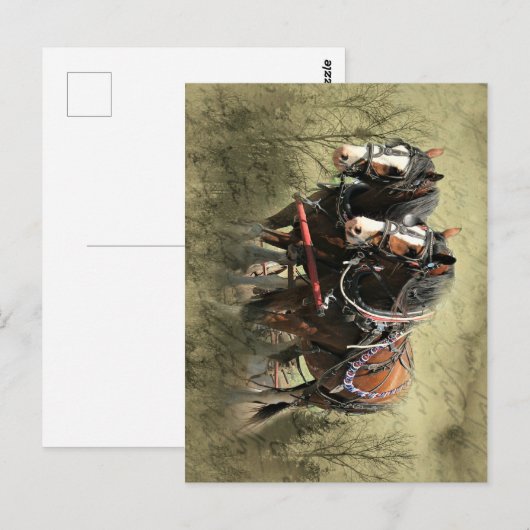 Vintage Weathered Clydesdale Briefkaart (Voorkant / Achterkant)