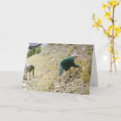 Vintage Wenskaart Rockhounding Kaart (Gele Bloem)