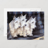 Vintage White Scottish Terriers Scotties Postcard Briefkaart (Voorkant / Achterkant)