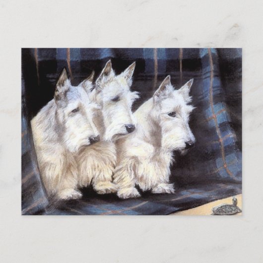 Vintage White Scottish Terriers Scotties Postcard Briefkaart (Voorkant)