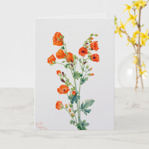Vintage Woestijnbolletjesroos Botanische Illustrat Kaart