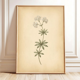 Vintage Woodruff Bloem Gelijst Kunstwerk Poster