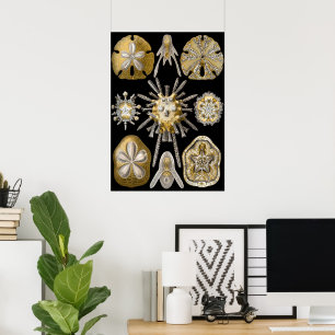 Vintage Zanddollars Zee-egels door Ernst Haeckel Poster