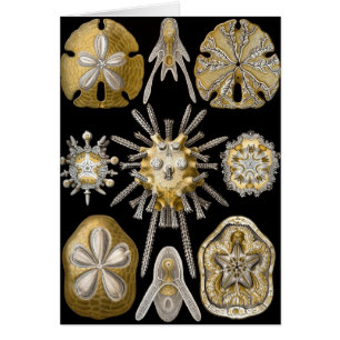 Vintage zee-egels zanddollars door Ernst Haeckel
