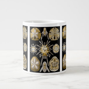 Vintage zee-egels zanddollars door Ernst Haeckel Grote Koffiekop