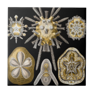 Vintage zee-egels zanddollars door Ernst Haeckel Tegeltje