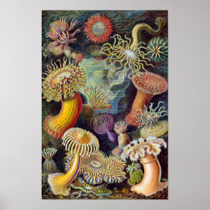 Vintage zeeanemonen, Actiniae door Ernst Haeckel Poster