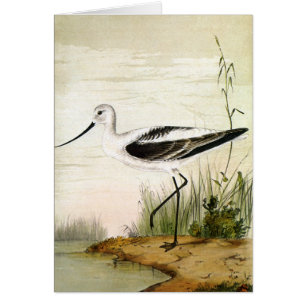 Vintage Zeeleven Kustvogels, Kluten Vogels
