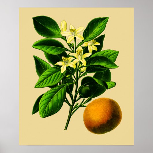 Vintage Zoete Sinaasappel Botanische Print (Voorkant)