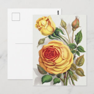 Vintage Zonsondergang Roos Geel & Oranje Botanisch Briefkaart