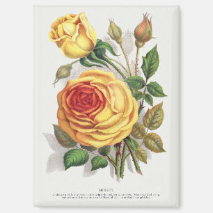 Vintage Zonsondergang Roos Geel & Oranje Botanisch Magneet