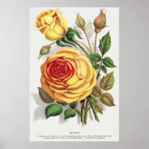 Vintage Zonsondergang Roos Geel & Oranje Botanisch Poster