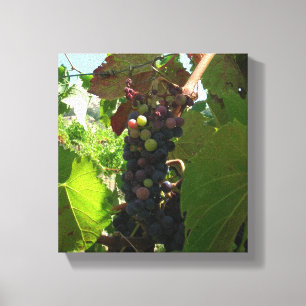Vinyl Fotobehang - Cluster van druiven op wijnstok Canvas Afdruk