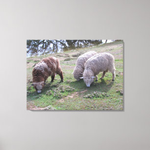 Vinyl Fotobehang - Drie schapen Canvas Afdruk