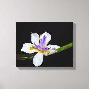 Vinyl Fotobehang - Iris - Fortnight Lily Canvas Afdruk