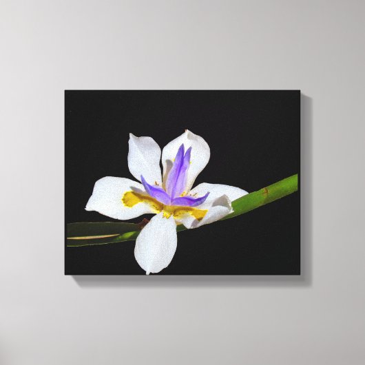 Vinyl Fotobehang - Iris - Fortnight Lily Canvas Afdruk (Voorkant)
