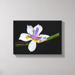 Vinyl Fotobehang - Iris - Fortnight Lily Canvas Afdruk