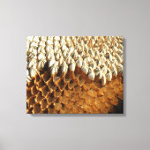 Vinyl Fotobehang - Zonnebloempitten Canvas Afdruk (Voorkant)