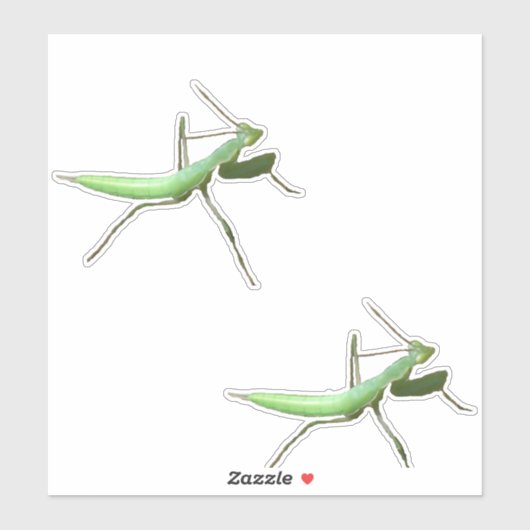 Vinyl Sticker - Preying Mantis (Vel)