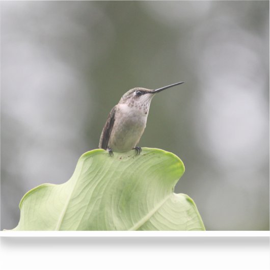 Vinylsticker op maat gesneden sticker (Voorkant)