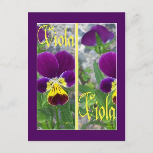 VIOLA-BLADWIJZER BRIEFKAART (Voorkant)