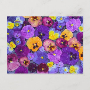 Viola bloemen drijvend in vogelbad met dauw briefkaart