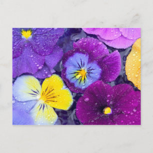 Viola bloemen drijvend in vogelbad met dauw briefkaart